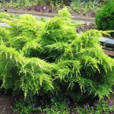 Можжевельник ГОЛД КОСТ средний в Речице