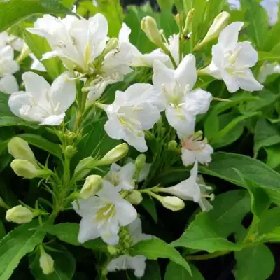 Вейгела БРИСТОЛЬСКАЯ СНЕЖИНКА в Речице