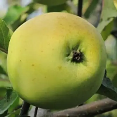 Яблоня РОССИЯНКА в Речице