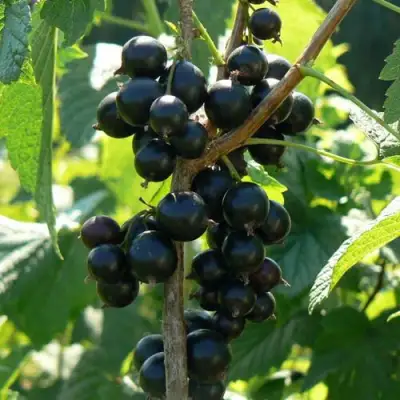 Смородина черная ВОЛОГДА в Речице