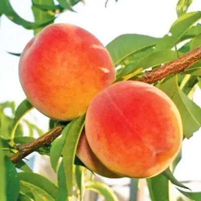 Персик ОНТАРИО в Речице