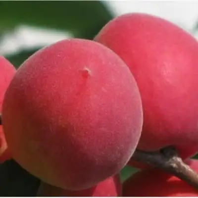 Абрикос РУБИН в Речице