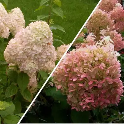 Комплект НЕЖНЫЕ ЧУВСТВА в Речице