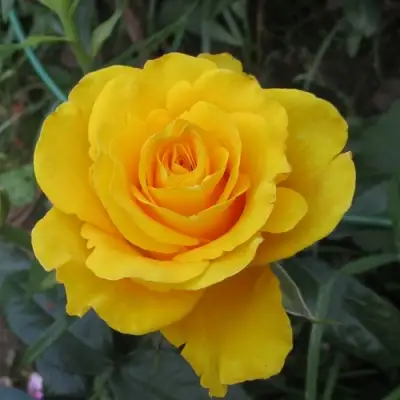 Роза КЕРИО чайно-гибридная в Речице