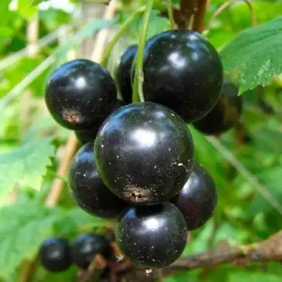 Смородина чёрная ЛЕНТЯЙ в Речице