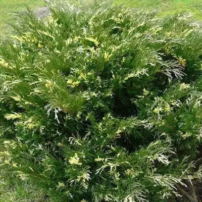 Можжевельник АНДОРА ВАРИЕГАТА горизонтальный  в Речице