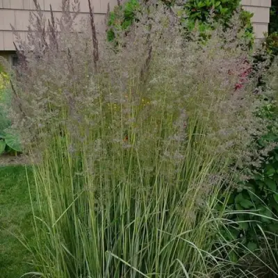 Вейник АВАЛАНШ остроцветковый в Речице