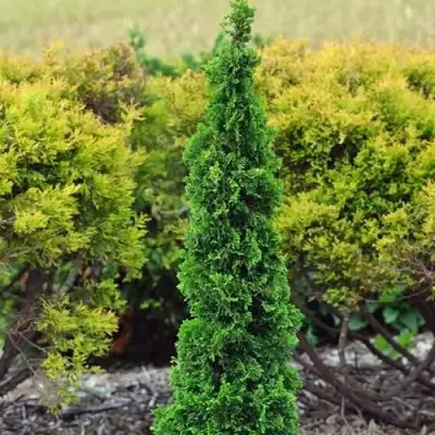 Туя СПИРАЛИС МИНИ западная в Речице