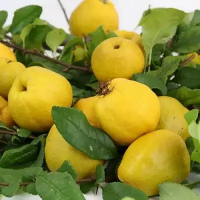 Айва ЯПОНСКАЯ в Речице