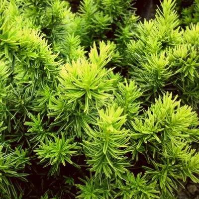 Тис ДАВИД ягодный в Речице