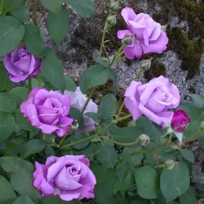 Роза СИЛЬВЕР СТАР чайно-гибридная в Речице