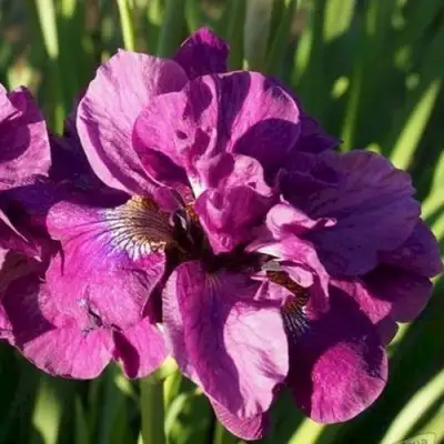 Ирис БАНДЛ ОВ ДЖОЙ сибирский в Речице