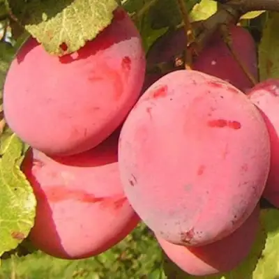 Слива ФАВОРИТЕ ДЕ СУЛТАНО в Речице