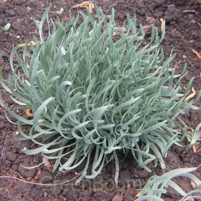 Лук СПИРАЛИС горный в Речице