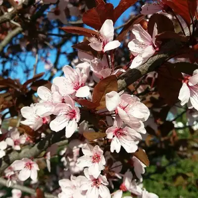 Слива ВУДИ растопыренная в Речице