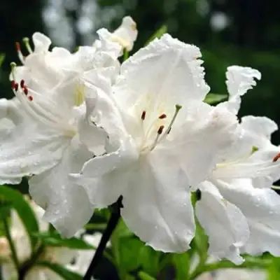 Азалия ОКСИДОЛ листопадная в Речице