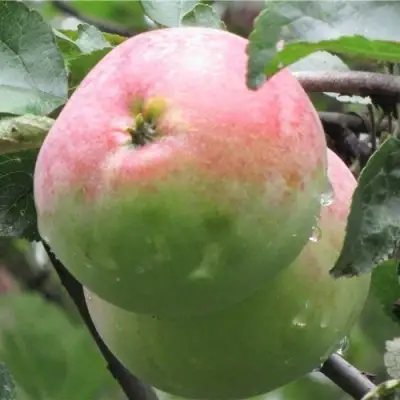 Яблоня МОСКОВСКОЕ ЗИМНЕЕ в Речице