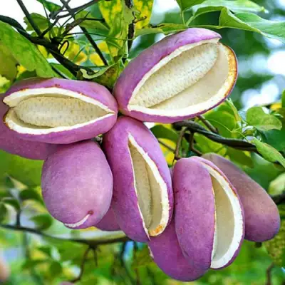 Акебия ПЯТЁРНАЯ  в Речице