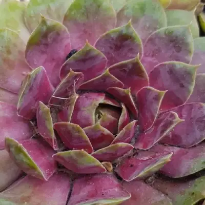 Молодило УФО в Речице