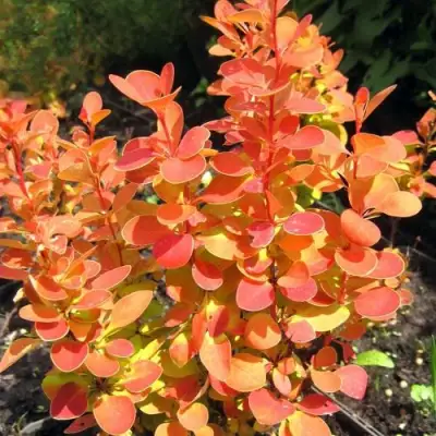 Барбарис ОРАНЖ ФАЙЕР тунберга в Речице