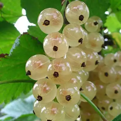 Смородина белая ЮТЕРБОРГСКАЯ в Речице