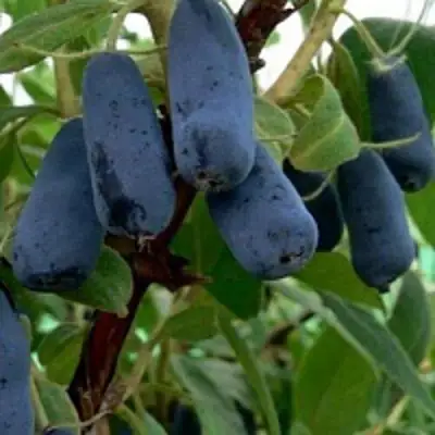 Жимолость съедобная ВОЛХОВА в Речице