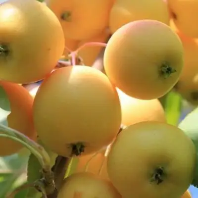 Яблоня УРАЛЬСКОЕ НАЛИВНОЕ в Речице