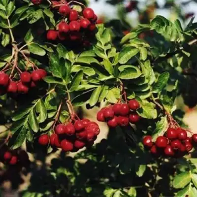 Рябина РУБИНОВАЯ сладкоплодная в Речице