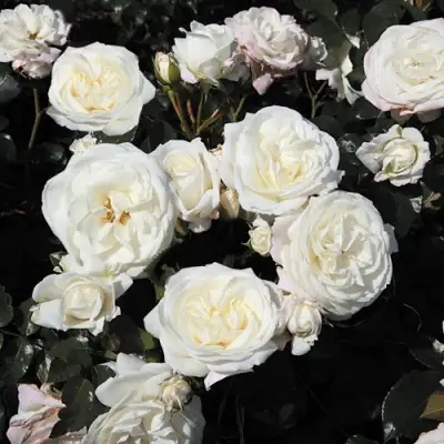 Роза АЛАБАСТЕР флорибунда в Речице