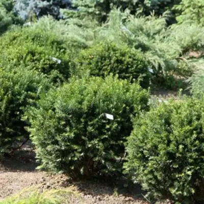 Тис НАНА остроконечный  в Речице