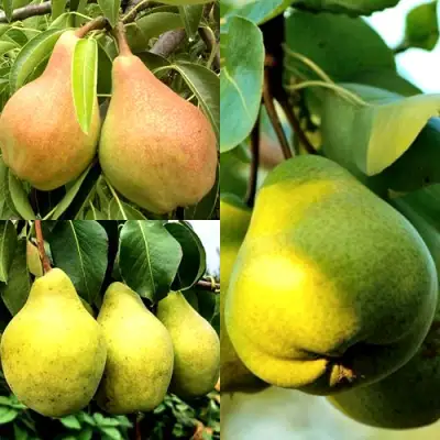 Комплект НАСТОЯЩИЙ ВОСТОРГ в Речице