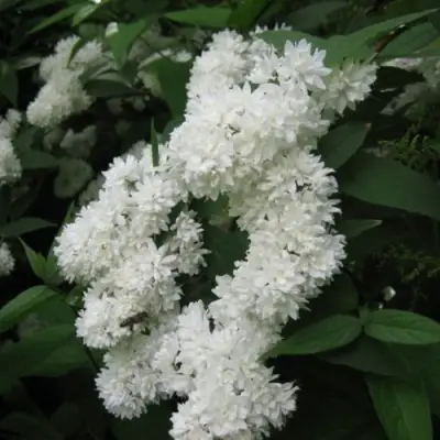 Дейция КАНДИДИССИМА шершавая в Речице