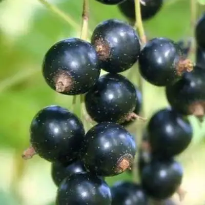 Смородина черная СТРЕЛЕЦ в Речице