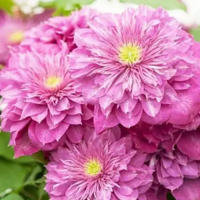 Клематис КАЙЗЕР в Речице