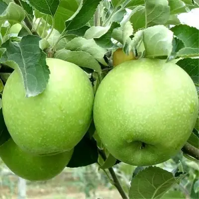 Яблоня РЕНЕТ СИМИРЕНКО в Речице