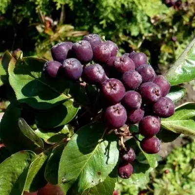 Рябина ЛИКЁРНАЯ сладкоплодная в Речице