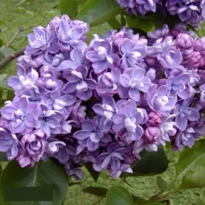 Сирень АМИ ШОТТ в Речице