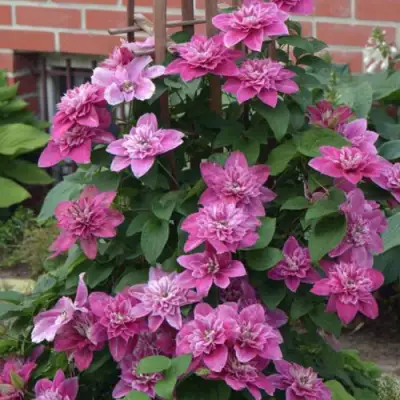 Клематис МАЙ ДАРЛИНГ  в Речице