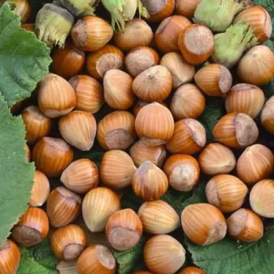 Фундук ТОНДА РОМАНА в Речице