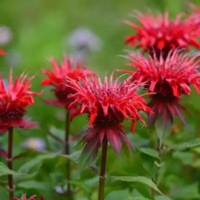 Монарда ПАНОРАМА РЕД в Речице