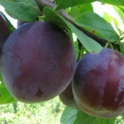 Слива СТАРТОВАЯ в Речице