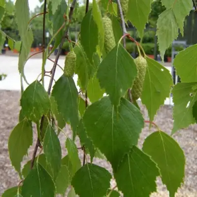 Береза ФАСЦИНЕЙШЕН белая  в Речице