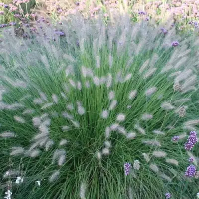 Пеннисетум ХАМЕЛН в Речице