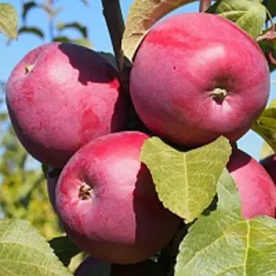 Яблоня ЗОРКА в Речице