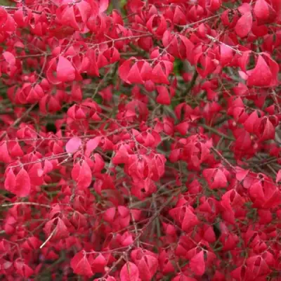 Бересклет КОМПАКТУС  в Речице