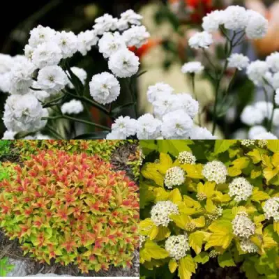 Комплект СОЛНЕЧНЫЙ МИКС в Речице