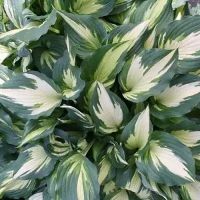 Хоста КРИСМАС КЭНДИ гибридная в Речице