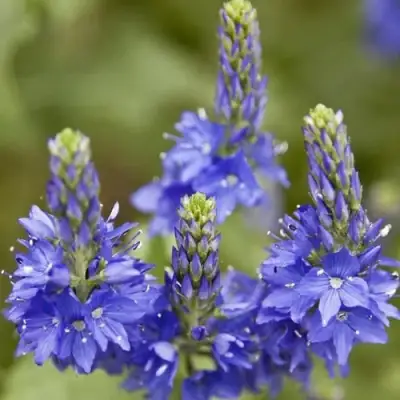 Вероника австрийская в Речице