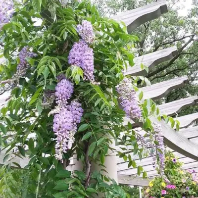 Глициния макростахия БЛЮ МУН в Речице