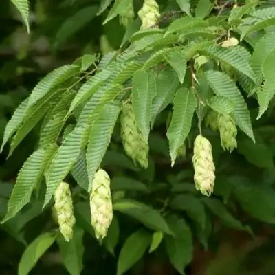 Граб японский в Речице